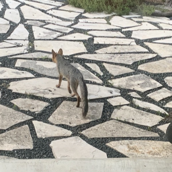 Fox in backyard