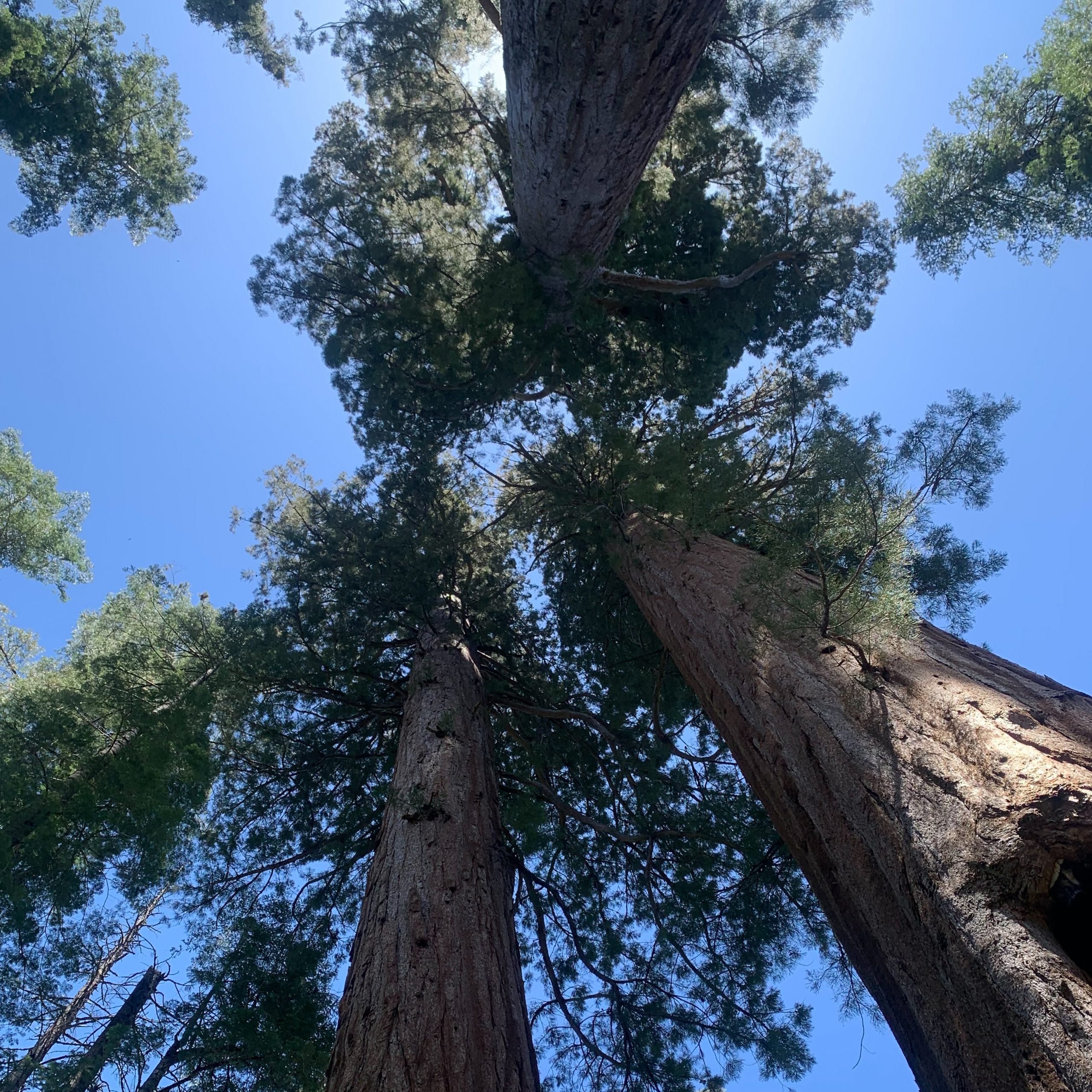 Group of sequoias called the Kansas Group, Calaveras Big Trees State Park, CA