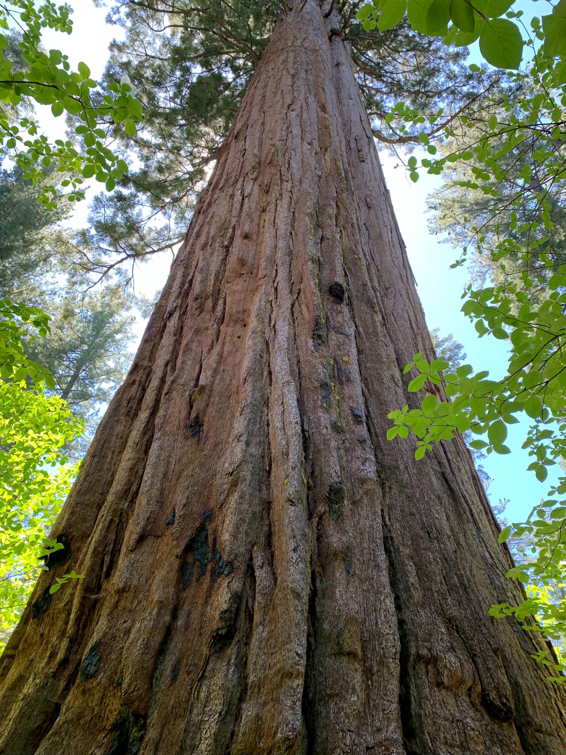 Sequoia tree, Calaveras Big Trees State Park, CA