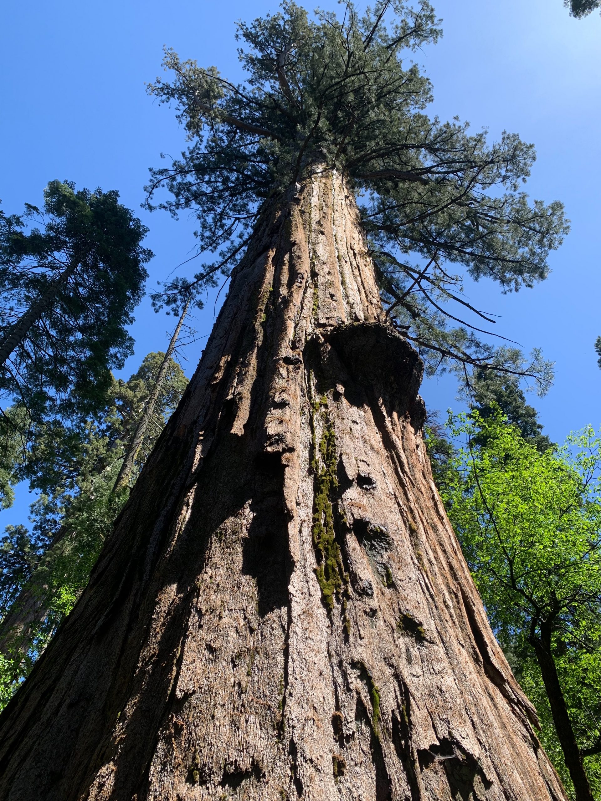 Agassiz Tree, Calaveras Big Trees State Park, CA