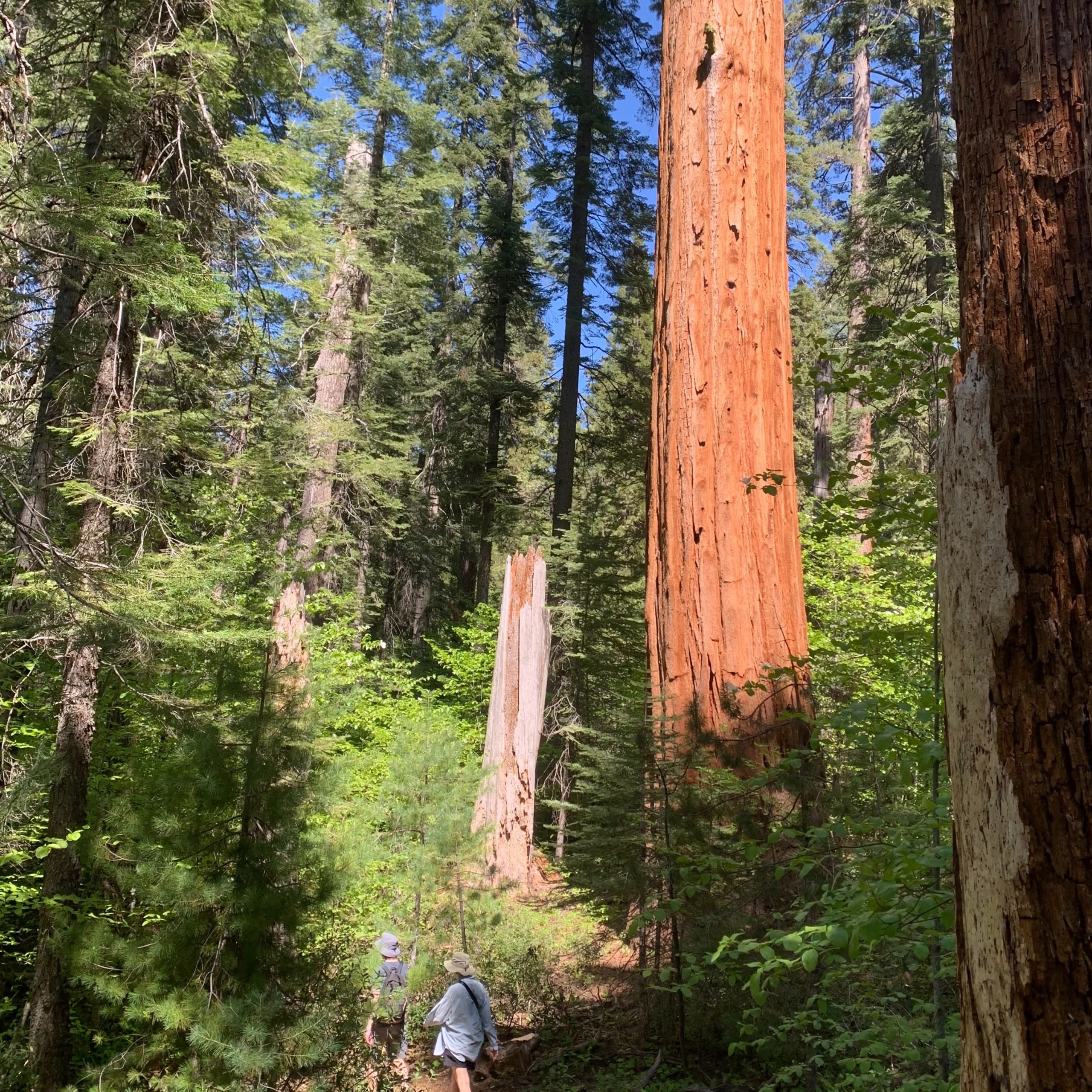 Sequoia with hikers for scale, Calaveras Big Trees State Park, CA