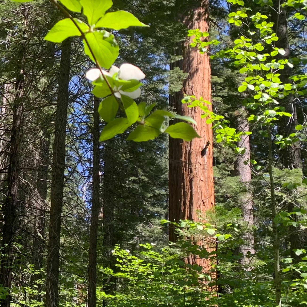 Sequoia with dogwood bloom in foreground, Calaveras Big Trees State Park, CA