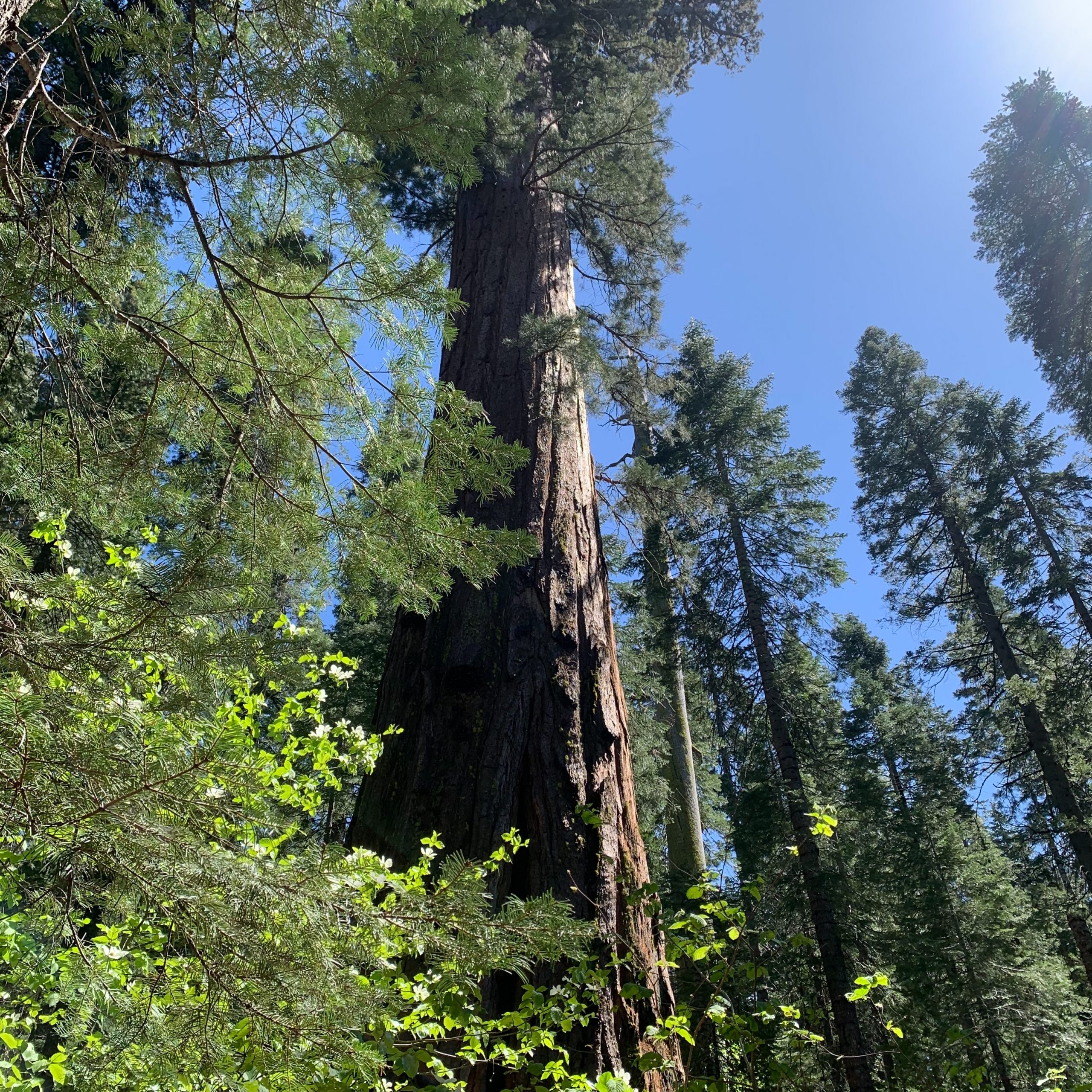 Sequoia, Calaveras Big Trees State Park, CA